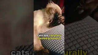 Most common mistakes of cat parents.