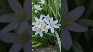 The Interstellar Experience ( nature edition)