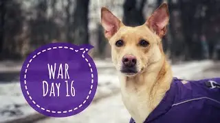 Full-scale war in Ukraine. Day 16