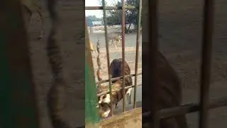 Real Deer #shorts #viral #videos