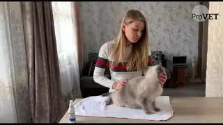 Спрей Інсектостоп