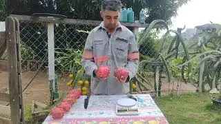 Variedade de pitaya roxa da Indonésia.Colhendo os primeiros frutos.