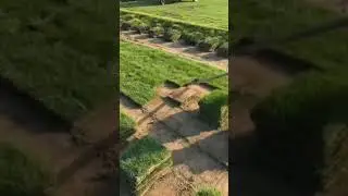 the process of harvesting the garden grass #shorts