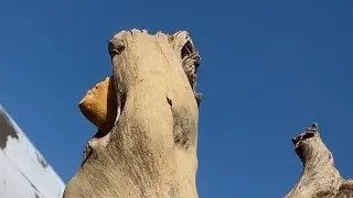 Totem Pole and Wooden Birds 🐤 4K (pre-Columbian Art from N.C.)