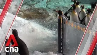 Singapore's Jurong Bird Park welcomes three king penguin chicks