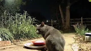 That Darn Cat 11 18 2025  2246h