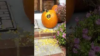 Squirrel Creates a New Home in Halloween Pumpkin || ViralHog