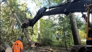 Solcellspaneler på åkern del 1.  Börjar med såga ner lite träd till reglar