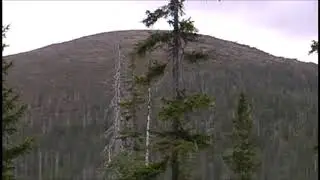 ЧР .  Черника и Шведский Дёрен.