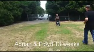 Adrian young & 13 week Floyd - Vonforell.com
