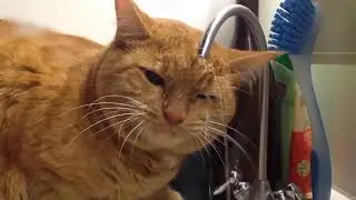 Hilarious Pet Moments - Best Animal Video #44