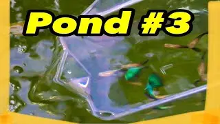 Summer tubbing guppy farm