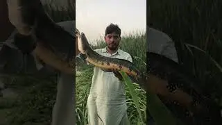 sole fish 1#shorts