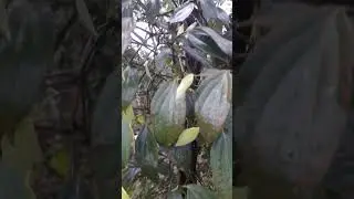 Cara pupuk lada agar berbuah lebat. Pemupukan kedua