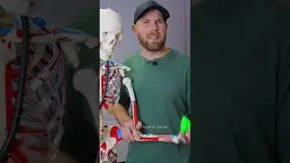 How To Increase Your Bone Density  #shorts