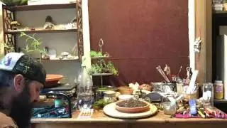 Bonsai jedeye: weeping willow time lapse 3
