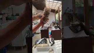 Como eu faço transferência da isca pet para caixa.