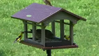 Duncraft Covered Bridge Feeder 4740