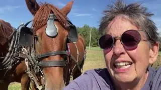 Plowing with Suffolk draft horses