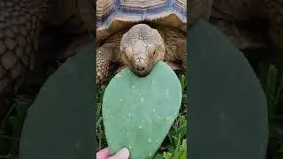 Benji eats a prickly pear cactus   #ASMR