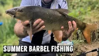 Simple Summer Barbel Fishing on the River Nidd
