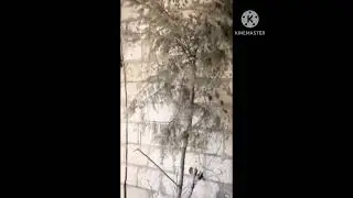 نصائح  اطلاق حسون صيد جديد في قفص كبير او سلاكة