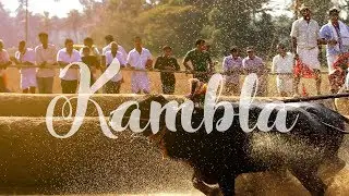 🚩Kambla- The Pride of Tulunadu  😍( Katpady kambla 2018 )