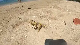 Atlantic ghost crab @ Dominican Republic