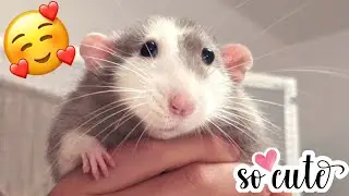 The Cutest, Funny and Adorable RATS of YOUTUBE | Best Rats Compilation