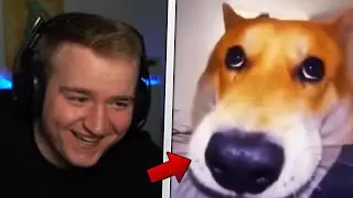 Fabo reagiert auf UNUSUAL MEMES #183