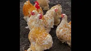 Buff mottled Cochin bantam || bantam chicken
