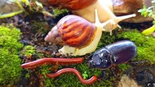 Rare Wildlife Encounter : Millipede, Snail & Rhinoceros Beetle Meetup #millipede #Educational
