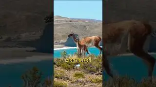 Parque Nacional Monte Le&oacute;n, de los menos conocidos, el que deber&iacute;as visitar #patagonia #argentina