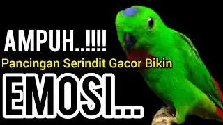 Pancingan Serindit Gacor AMPUH Bikin EMOSI Lawan dan NYAUT