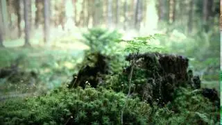 Babytree HD Live Wallpaper for Windows 7, 8, 8.1, 10 - DesktopHut.com