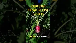 Radishes Growing in Just 30 Days