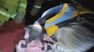 Koala revived using CPR after being hit by car