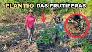 PLANTAMOS AS NOSSAS FRUT&Iacute;FERAS NA CH&Aacute;CARA 