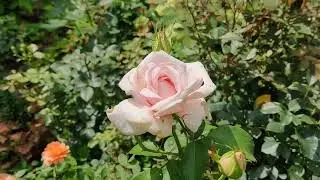 Meredith Rose Disease Resistant