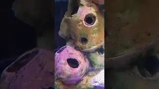Eel-ectric moves #trending #eel #snake #ytshorts #yt #sea