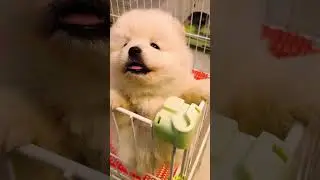 Cute Mini Funniest Animals - Best Of The 2025 Funny Animal Videos #104.3