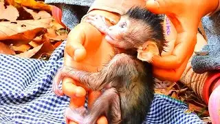 At first Cameraman save poor Calvin, Wait baby milk is preparing