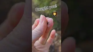 Lipoptena cervi - the deer ked ✨️ Insect Day 87