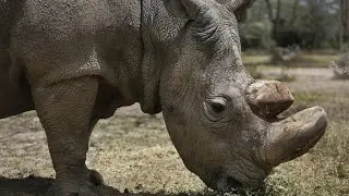 Gestorben: Letztes m&auml;nnliches N&ouml;rdliches Breitmaulnashorn