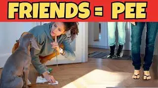 Does Your DOG PEE When He Sees You?