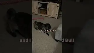 Maggie likes Red Bulls? 🥤 #dog #pug #love #cute #funny #fyp #shorts #youtubeshorts #dogsofyoutube