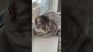 Кот выбирает кайфовать🤩. 🐈&zwj;⬛ #кот #cat #видосыоткота #юмор #жизнь_кота #shorts