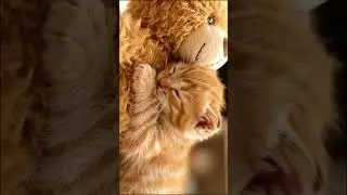 Kitten Hugging Teddy Bear #healingvideo #cat #kitten #cute #cutecat #kitty #animals #love #funny