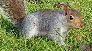 GROUND LEVEL NATURE:  A squirrel's eye view of feeding. ( Part 2 )