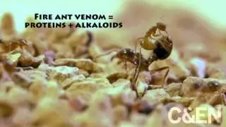 Crazy Ants Counteract Fire Ant Venom With Chemistry